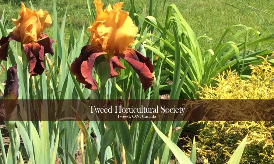 Tweed & District Horticultural Society Meeting